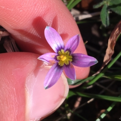 Romulea rosea var. australis (Onion Grass) at O'Connor, ACT - 15 Aug 2021 by Ned_Johnston