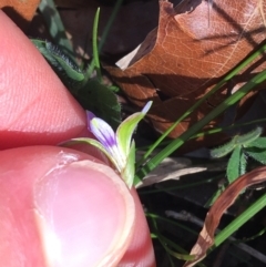 Romulea rosea var. australis at O'Connor, ACT - 15 Aug 2021