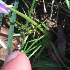 Romulea rosea var. australis at O'Connor, ACT - 15 Aug 2021