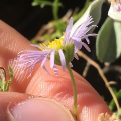 Brachyscome ciliaris var. ciliaris at Tibooburra, NSW - 29 Jun 2021