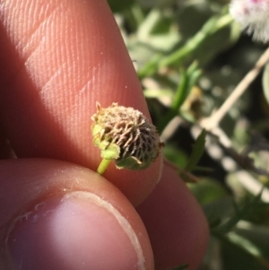 Brachyscome ciliaris at Tibooburra, NSW - 29 Jun 2021 02:32 PM