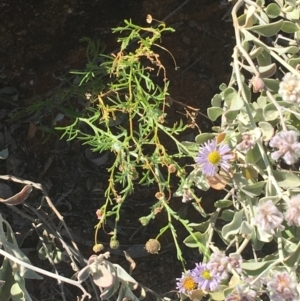 Brachyscome ciliaris var. ciliaris at Tibooburra, NSW - 29 Jun 2021