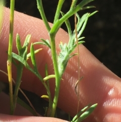Brachyscome ciliaris at Tibooburra, NSW - 29 Jun 2021 02:32 PM