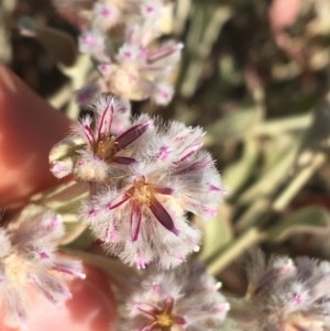 Ptilotus obovatus at Tibooburra, NSW - 29 Jun 2021