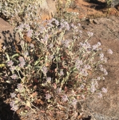 Ptilotus obovatus at Tibooburra, NSW - 29 Jun 2021