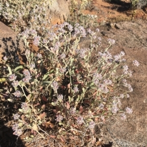 Ptilotus obovatus at Tibooburra, NSW - 29 Jun 2021