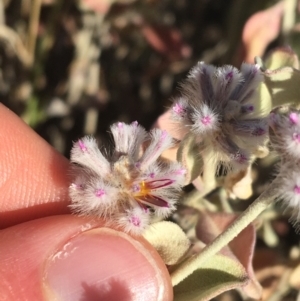 Ptilotus obovatus at Tibooburra, NSW - 29 Jun 2021