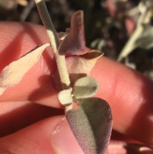 Ptilotus obovatus at Tibooburra, NSW - 29 Jun 2021