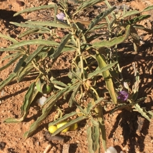Solanum sturtianum at Tibooburra, NSW - 29 Jun 2021