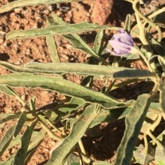 Solanum sturtianum at Tibooburra, NSW - 29 Jun 2021 02:42 PM