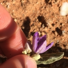 Solanum sturtianum at Tibooburra, NSW - 29 Jun 2021 02:42 PM