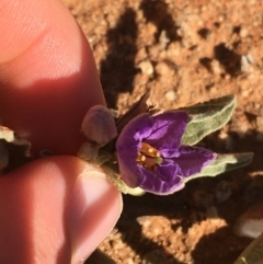 Solanum sturtianum at Tibooburra, NSW - 29 Jun 2021