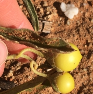 Solanum sturtianum at Tibooburra, NSW - 29 Jun 2021 02:42 PM