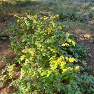 Berberis aquifolium at Isaacs, ACT - 22 Aug 2021