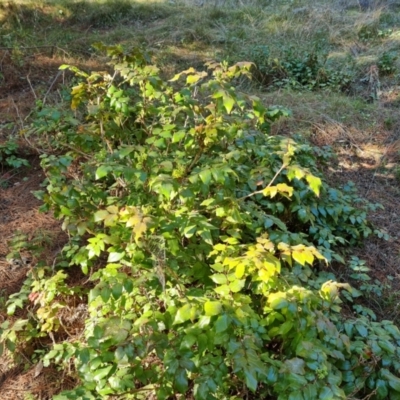 Berberis aquifolium (Oregon Grape) at Isaacs Ridge and Nearby - 22 Aug 2021 by Mike