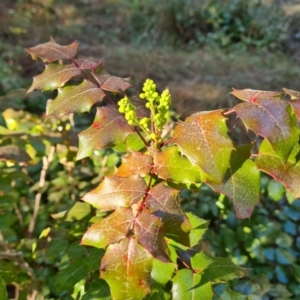 Berberis aquifolium at Isaacs, ACT - 22 Aug 2021