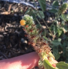 Unidentified Plant at Tibooburra, NSW - 29 Jun 2021 by Ned_Johnston