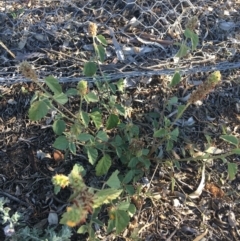 Malvastrum americanum at Tibooburra, NSW - 29 Jun 2021