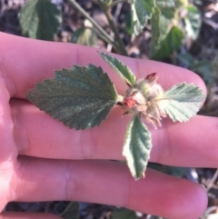 Malvastrum americanum at Tibooburra, NSW - 29 Jun 2021