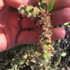 Malvastrum americanum at Tibooburra, NSW - 29 Jun 2021