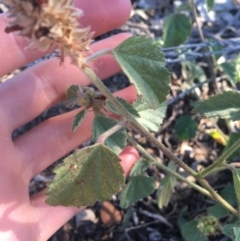 Malvastrum americanum at Tibooburra, NSW - 29 Jun 2021