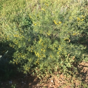 Senna artemisioides subsp. x artemisioides at Tibooburra, NSW - 29 Jun 2021