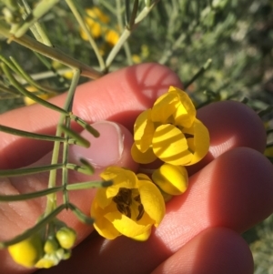 Senna artemisioides subsp. x artemisioides at Tibooburra, NSW - 29 Jun 2021 02:44 PM