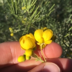 Senna artemisioides subsp. x artemisioides at Tibooburra, NSW - 29 Jun 2021