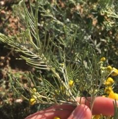 Senna artemisioides subsp. x artemisioides at Tibooburra, NSW - 29 Jun 2021