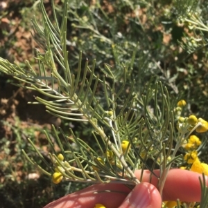 Senna artemisioides subsp. x artemisioides at Tibooburra, NSW - 29 Jun 2021