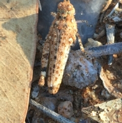 Unidentified Grasshopper, Cricket or Katydid (Orthoptera) at Tibooburra, NSW - 29 Jun 2021 by Ned_Johnston