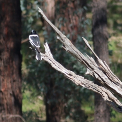 Cracticus nigrogularis (Pied Butcherbird) at Wodonga - 22 Aug 2021 by Kyliegw