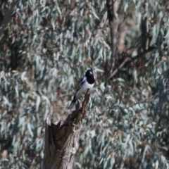 Cracticus nigrogularis at Castle Creek, VIC - 22 Aug 2021 11:10 AM
