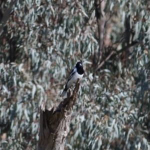 Cracticus nigrogularis at Castle Creek, VIC - 22 Aug 2021 11:10 AM