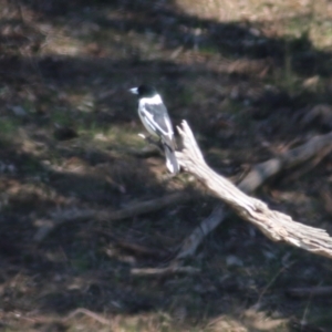 Cracticus nigrogularis at Castle Creek, VIC - 22 Aug 2021 11:10 AM