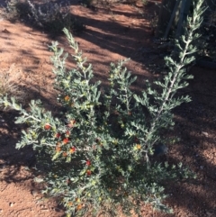 Enchylaena tomentosa (Ruby Saltbush) at Tibooburra, NSW - 29 Jun 2021 by Ned_Johnston