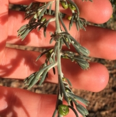 Enchylaena tomentosa at Tibooburra, NSW - 29 Jun 2021