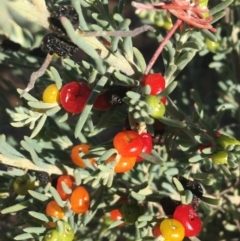 Enchylaena tomentosa at Tibooburra, NSW - 29 Jun 2021