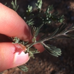 Enchylaena tomentosa at Tibooburra, NSW - 29 Jun 2021