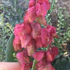 Rumex vesicarius at Tibooburra, NSW - 29 Jun 2021 by Ned_Johnston