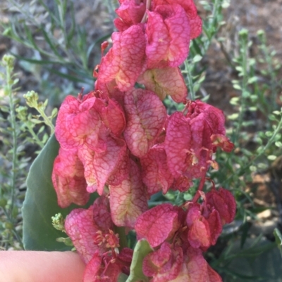 Rumex vesicarius at Tibooburra, NSW - 29 Jun 2021 by NedJohnston