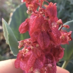 Rumex vesicarius at suppressed - suppressed