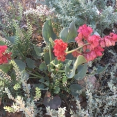 Rumex vesicarius at suppressed - suppressed