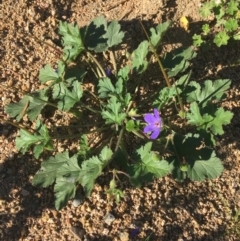 Unidentified Other Wildflower or Herb (TBC) at Tibooburra, NSW - 29 Jun 2021 by Ned_Johnston