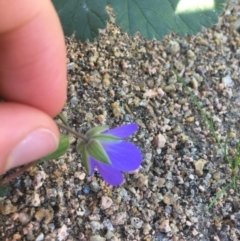 Erodium carolinianum  at suppressed - 29 Jun 2021