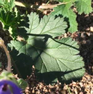 Erodium carolinianum  at suppressed - suppressed