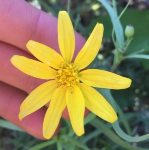 Senecio gregorii at Tibooburra, NSW - 29 Jun 2021