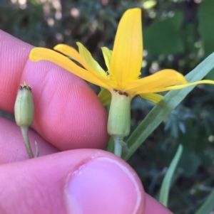 Senecio gregorii at Tibooburra, NSW - 29 Jun 2021