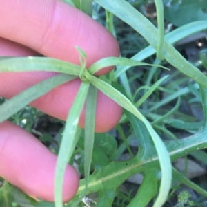 Senecio gregorii at Tibooburra, NSW - 29 Jun 2021