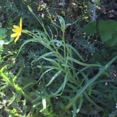 Senecio gregorii at Tibooburra, NSW - 29 Jun 2021